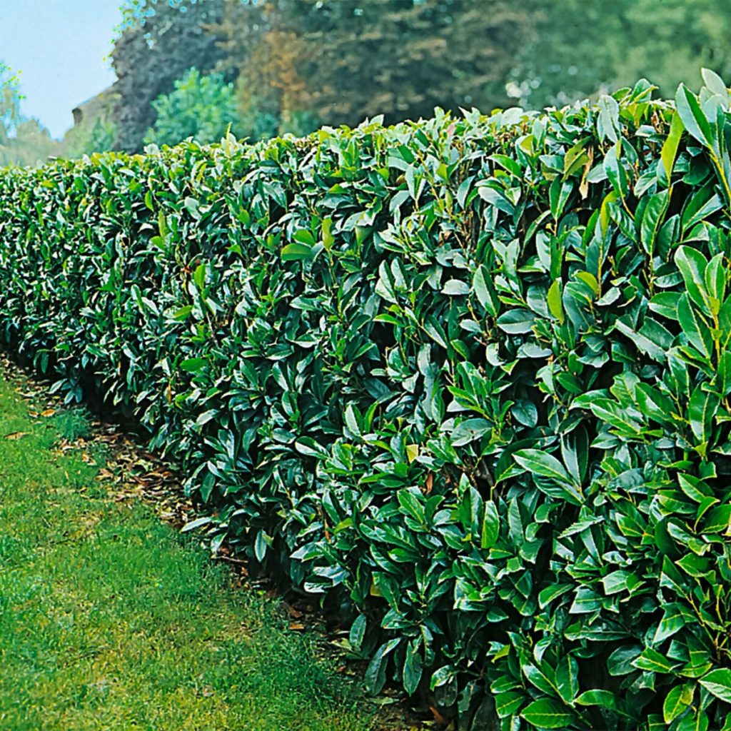 Kirschlorbeer Novita: Ein robuster und langlebiger Begleiter für Ihre Gartenanlagen